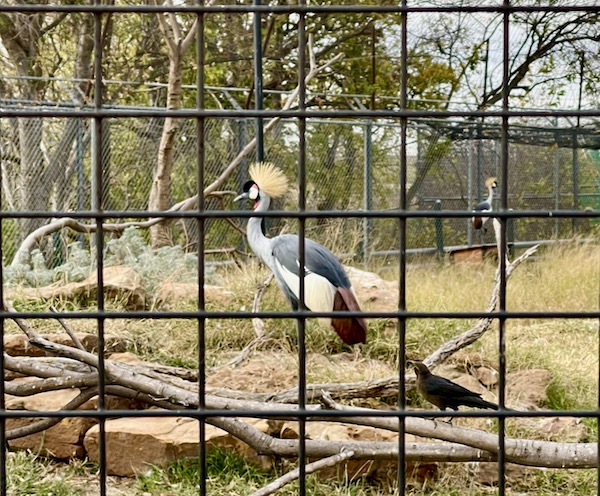 Large birds with yellow crown of feathers were part of our Fun Day at Abilene Zoo