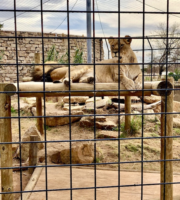 A lioness is alert while her companions sleep. Seen during our Fun Day at Abilene Zoo