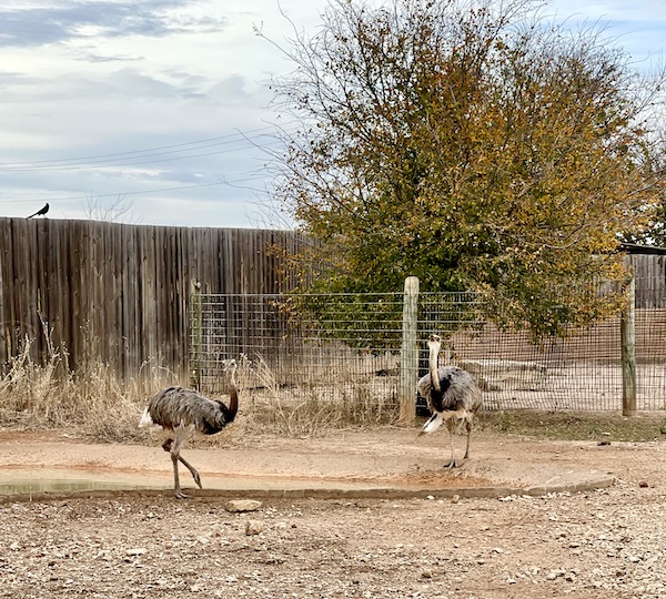 A grey bird with a long neck and ostrich like feathers at the Abilene Zoo.