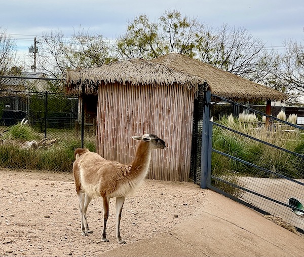 A llama like animal we enjoyed watching during our Fun Day at Abilene Zoo