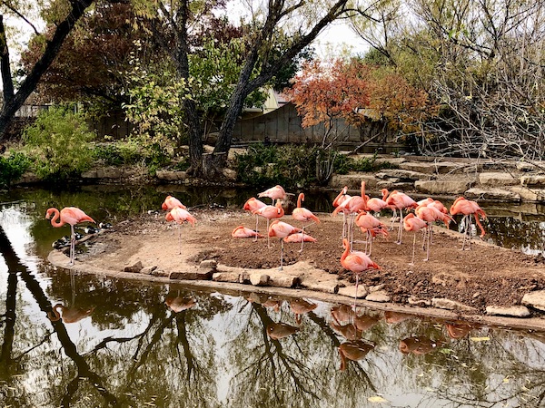 A large group of pink birds with spindly legs seen during our fun day at Abilene Zoo