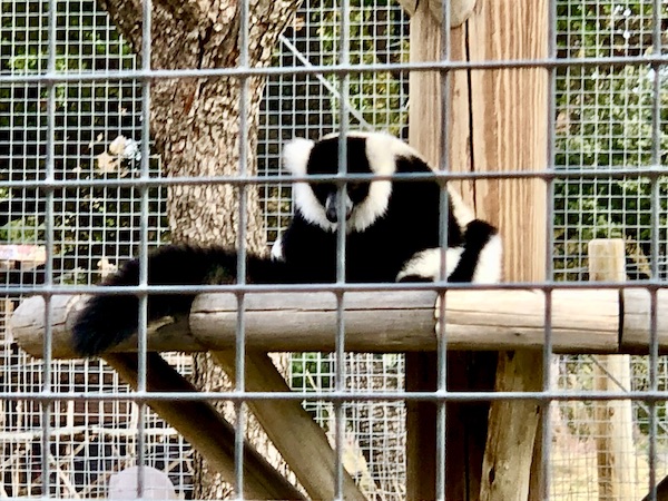 A black and white monkey like animal on a wood perch behind a wire fence.