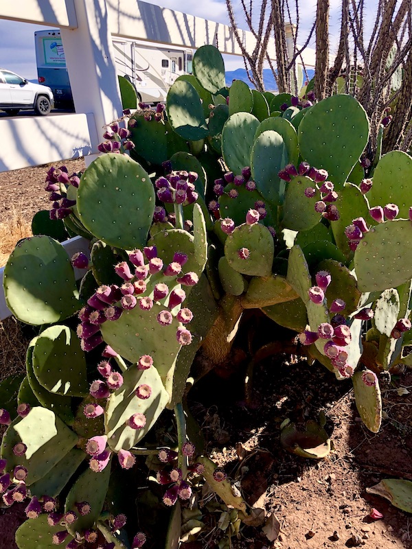 A paddle cactus with reddish purple fruit. An RV in the background at the World's Largest Pistachio Alamogordo NM