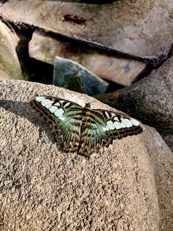 A brown and mint green butterfly resting on a rock at Butterfly Wonderland Scottsdale AZ