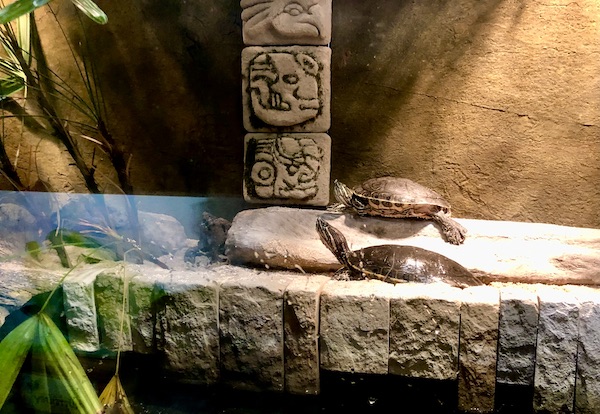 A pair of turtles on display at Butterfly Wonderland Scottsdale AZ