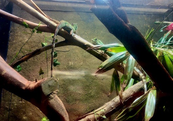 Two green lizards on branches at Butterfly Wonderland Scottsdale AZ