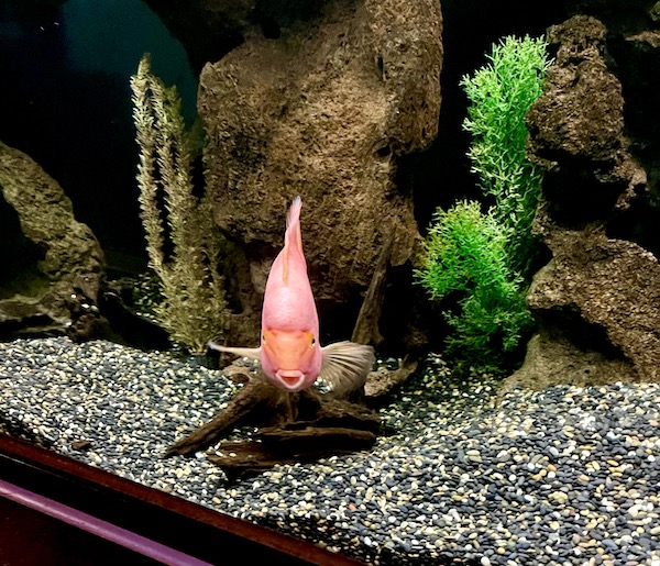 A pink tropical fish coming right to us at Butterfly Wonderland Scottsdale AZ