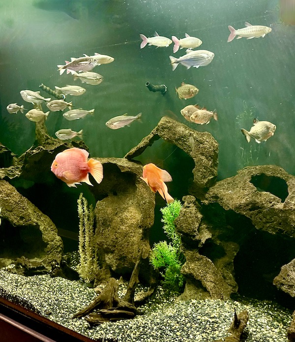 An assortment of tropical fish swimming around in a tank at Butterfly Wonderland Scottsdale AZ