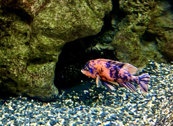 A pink and purple fish in a tank at Butterfly Wonderland Scottsdale AZ