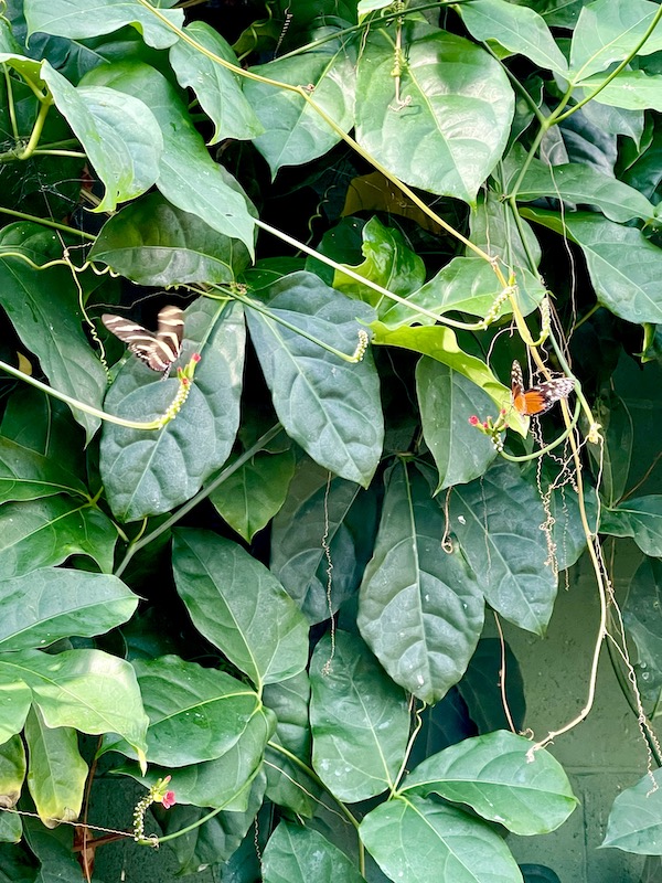A bush with green leaves and a couple of butterflies sitting on the leaves at Butterfly Wonderland Scottsdale AZ