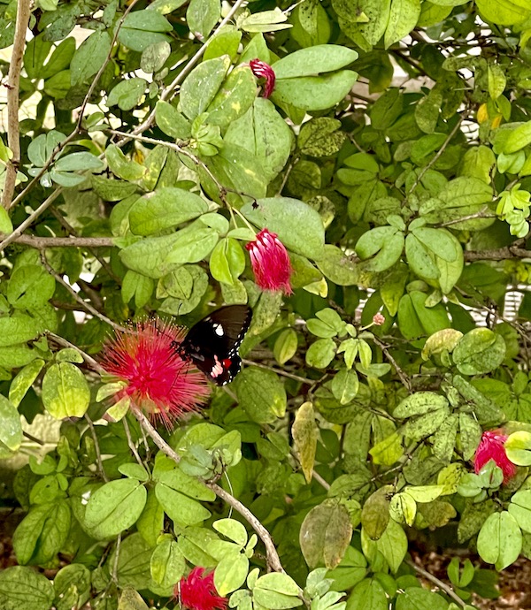 A black, red and white butterfly hides among the leaves and red puffs at Butterfly Wonderland Scottsdale AZ
