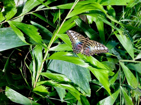 An areca palm with a brown, white and blue butterfly at Butterfly Wonderland Scottsdale AZ