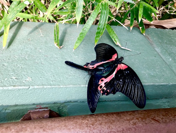 A fully opened black, white and red butterfly resting on a curb at Butterfly Wonderland Scottsdale AZ
