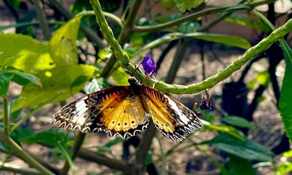 A bush with purple flowers and a gold, orange and black butterfly at Butterfly Wonderland Scottsdale AZ
