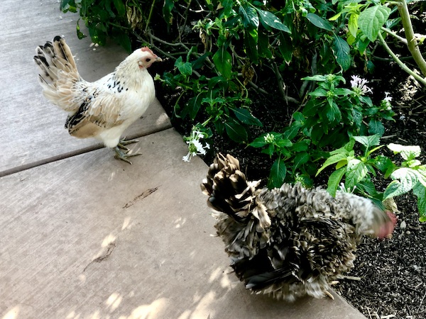 A white chicken and a black ruffle feathered chicken on the path at Butterfly Wonderland Scottsdale AZ
