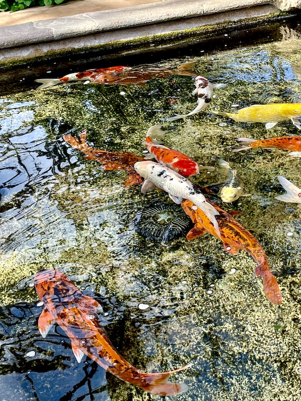 A pond with orange, white and black koi fish at Butterfly Wonderland Scottsdale AZ