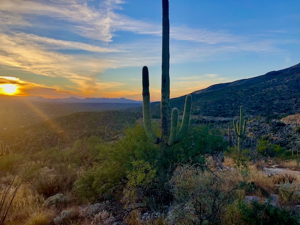The setting sun makes the cactus look like silhouettes as we drove down Mount Lemmon Tucson AZ