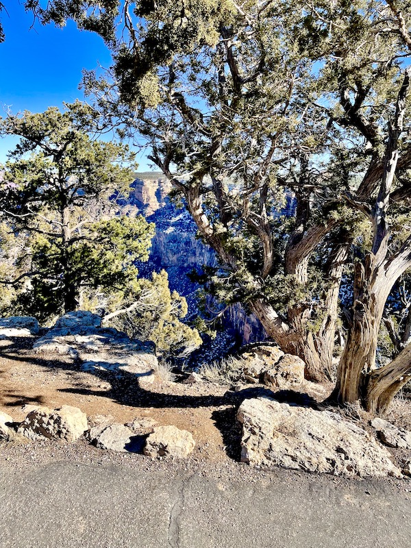 Trees blocking the view of the South Rim Grand Canyon Arizona