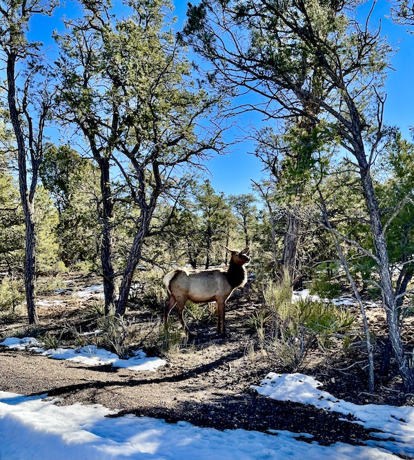 A large female elk among the trees and snow at South Rim Grand Canyon Arizona
