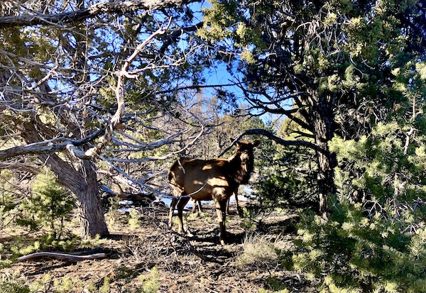 A female elk visible through trees at South Rim Grand Canyon Arizona