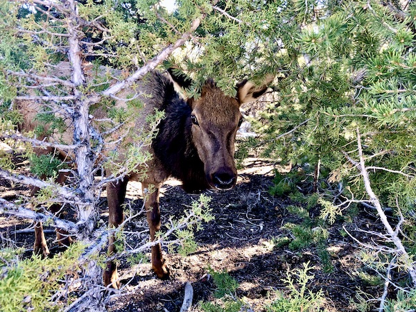 A female elk hiding in a bush at South Rim Grand Canyon Arizona