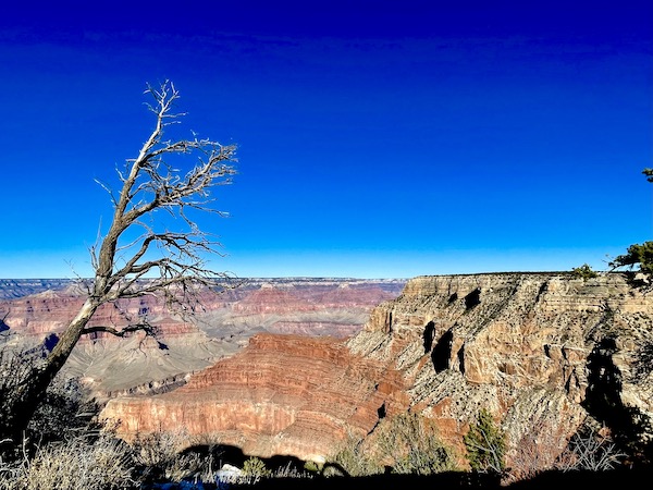 A view if the South Rim Grand Canyon Arizona with deep blue sky and a tree in the foreground.