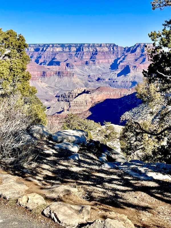 A view of the South Rim Grand Canyon Arizona with a pair of trees in the foreground.