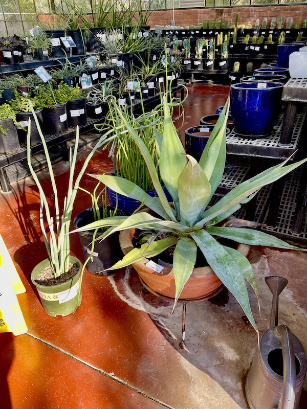 An array of plants including agave for sale at Tohono Chul Park Tucson AZ