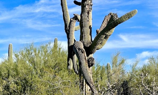A desert garden with a tall saguaro with many branches going in different directions at Tohono Chul Park Tucson AZ
