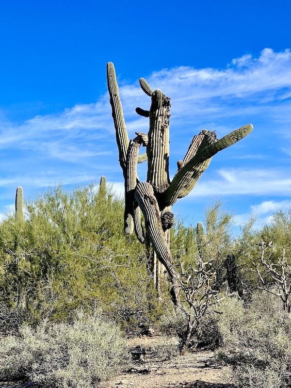 A desert garden with a tall saguaro with many branches going in different directions at Tohono Chul Park Tucson AZ