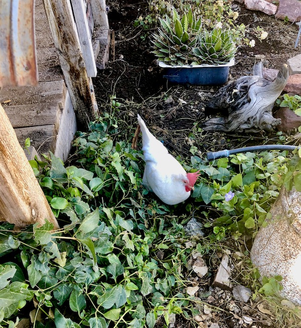 A white chicken with red crown in a garden at the Friendly Ghost Town Haynes AZ