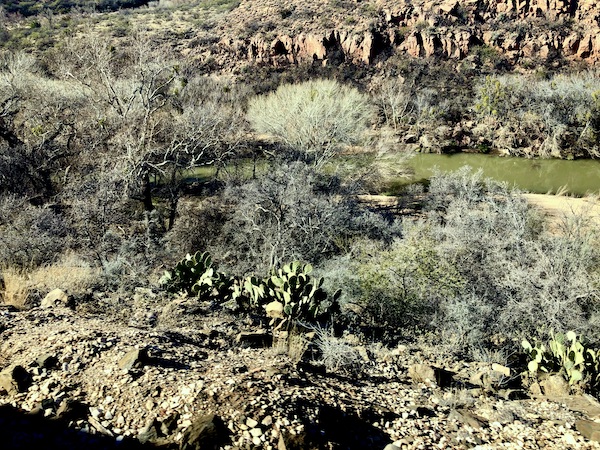 Wilderness with paddle cactus and a river.