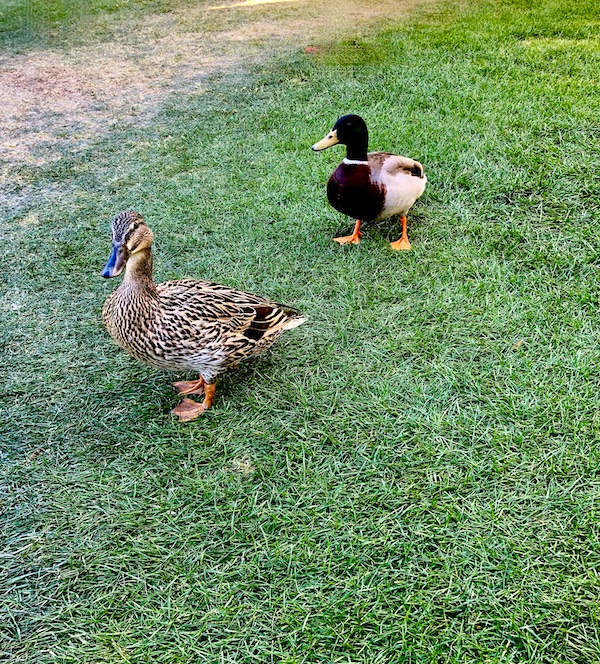 A lawn with two brown and white ducks at La Quinta Art Celebration California