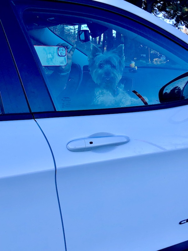 A white car with a woman's hands holding an iPhone and a Yorkie looking out the car window