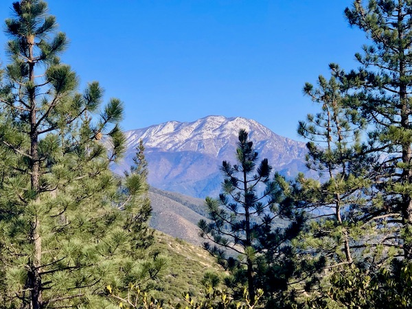 Looking at snow capped mountains through evergreen trees on the way to Lake Arrowhead California