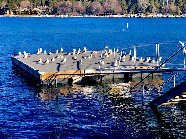 A floating wood raft in a like with lots of seagulls at Lake Arrowhead California