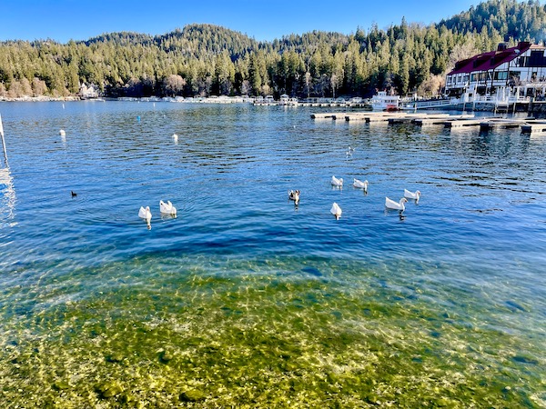 A lake with shallow areas and white birds floating along at Lake Arrowhead California