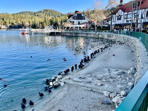 A large lake with sea wall and lots of black birds at the waters edge at Lake Arrowhead California