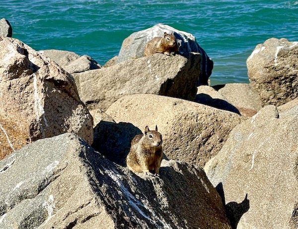 A pair of squirrels posing on rocks in Morro Bay California
