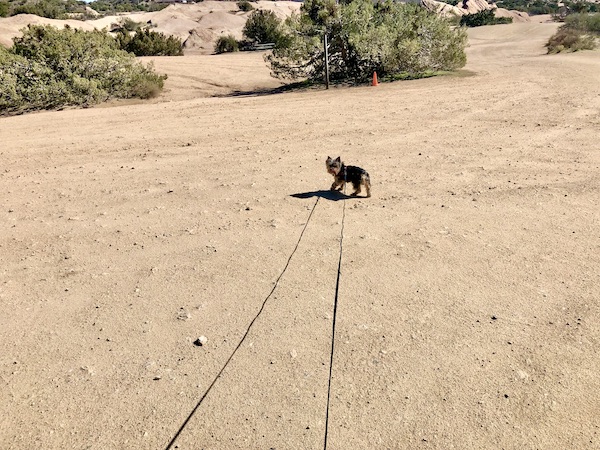 A black and gold Yorkie on a leash at Vasquez Rocks Agua Dulce CA