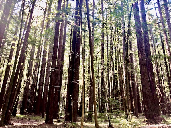 Sunlight streaming through tall trees at Armstrong Redwoods State Reserve