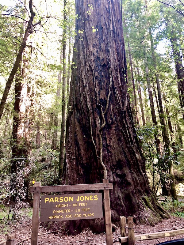 A very tall redwood with a brown sign in front telling age of the tree at 1300 years old at Armstrong Redwoods State Reserve
