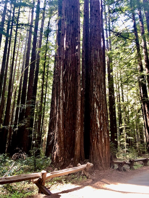Trunks of tall trees with one that is joined at the base and becomes two further up at Armstrong Redwoods State Reserve