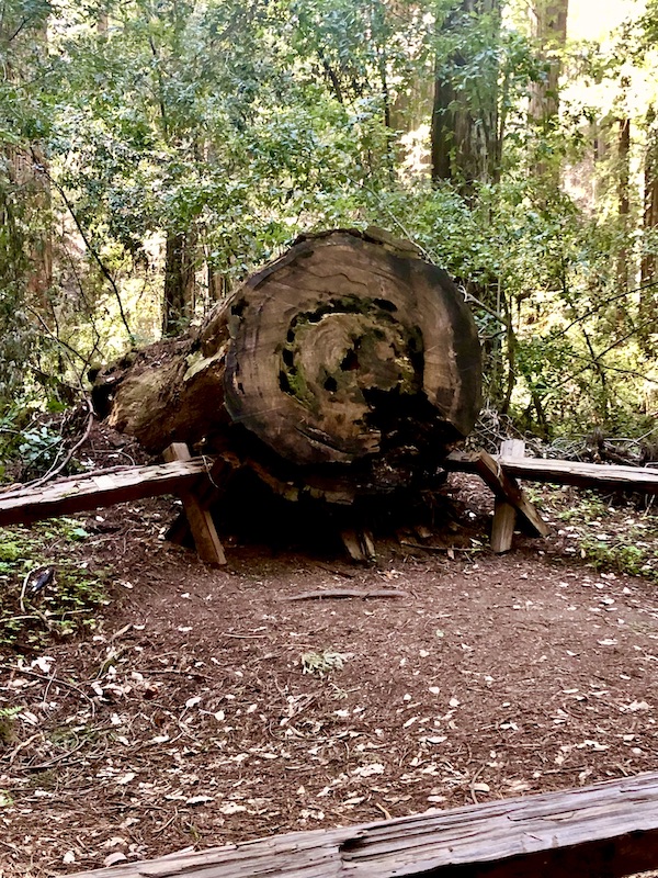 A downed tree with the inside of the trunk exposed at Armstrong Redwoods State Reserve