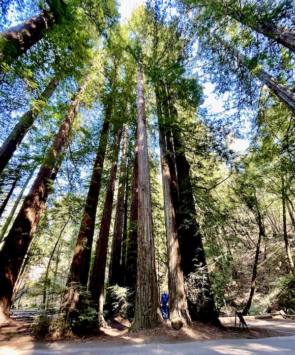 A view of redwoods that look like they can touch the sky at Armstrong Redwoods State Reserve