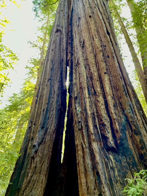 Trunk of a redwood tree that has a split where the sun is shining through at Armstrong Redwoods State Reserve