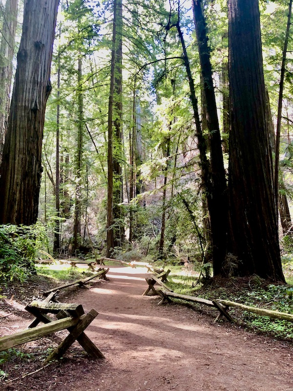 A path through a grove of trees at Armstrong Redwoods State Reserve