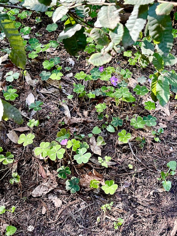 Clover-like leaves and violet flowers are ground cover at Armstrong Redwoods State Reserve