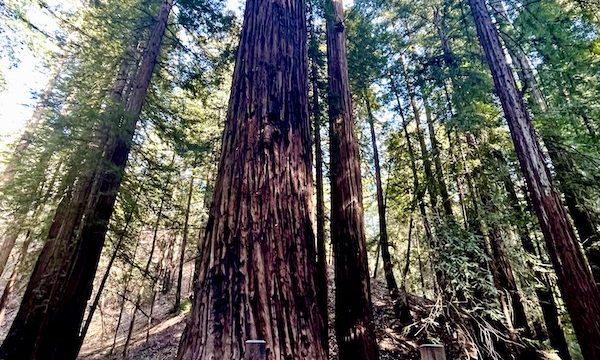 A redwood tree with a brown sign in front of it that gives info about the tree at Armstrong Redwoods State Reserve