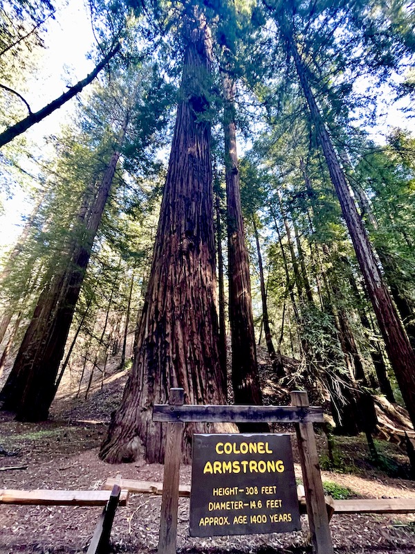 A redwood tree with a brown sign in front of it that gives info about the tree at Armstrong Redwoods State Reserve